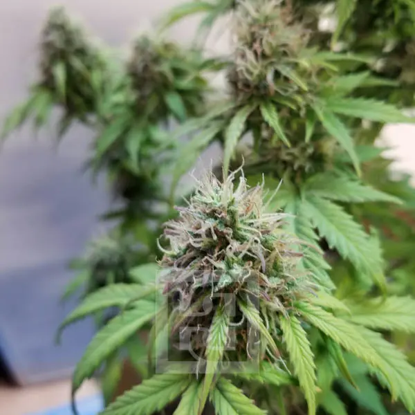 Blimburn Seeds Kenevir Tohumları AK Auto