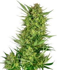 Sensi Seeds Semi di Cannabis Buttercream Gelato Femminizzati, 3-10 pz