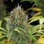 Royal Queen Seeds Graines de cannabis Amnesia Haze Auto