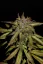 Fast Buds Seminte de canabis Smoothie Auto