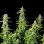 Royal Queen Seeds Cannabis Seeds Northern Light Auto