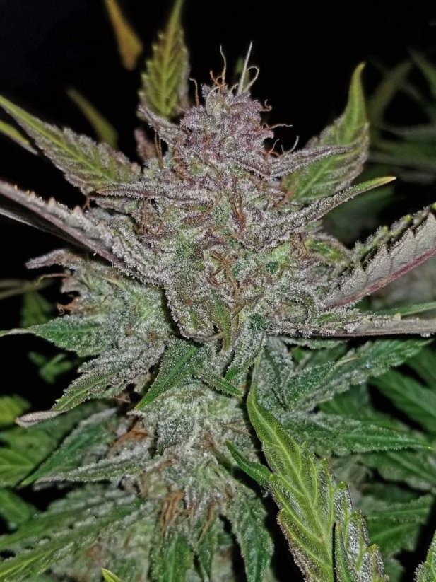 Fast Buds Semi di Cannabis Crema Cookies Auto