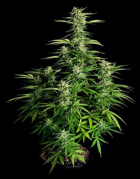 Royal Queen Seeds Семена от канабис Orion F1 Auto