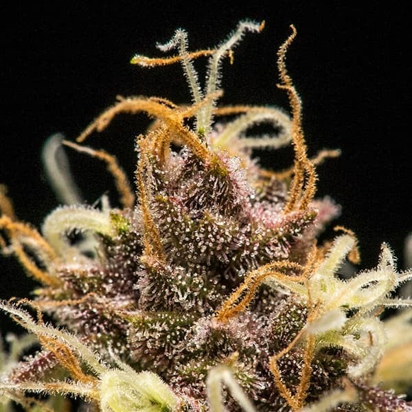 Royal Queen Seeds Sementes de Cannabis Do-si-dos Auto