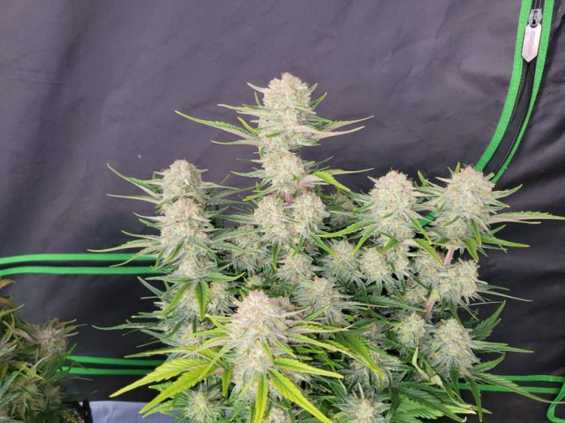 Graines de cannabis Fast Buds Apricot Auto