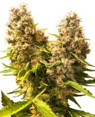 Sensi Seeds Semillas de cannabis Banana Kush Cake Automática Feminizada, 3-10 uds