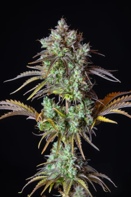 Graines de cannabis Fast Buds Big Bud Auto