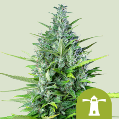 Royal Queen Seeds Biji Ganja Royal Haze Auto