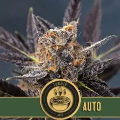 Blimburn Seeds Kaņepju sēklas Tangie Auto