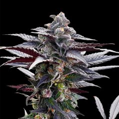 Silent Seeds Sementes de Cannabis Pink Sunset Por Sherbinskis Feminizadas