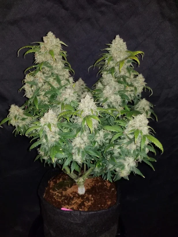 Semillas de Marihuana Fast Buds Zkittlez Auto