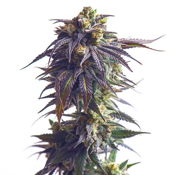 Royal Queen Seeds Cannabis Seeds Sundae Driver Feminized