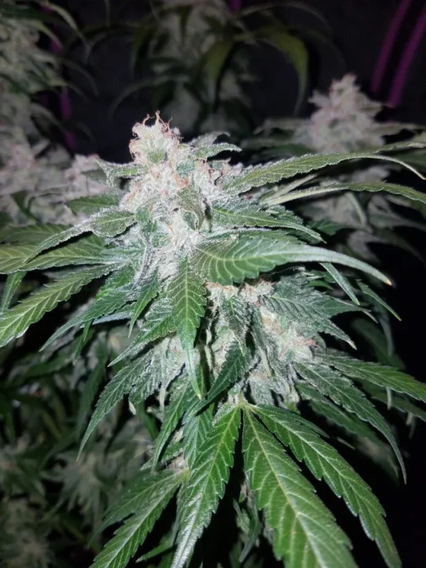 Семена от канабис Fast Buds Tangie Auto