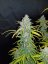 Semillas de Marihuana Fast Buds Blue Dream Auto