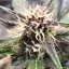 Blimburn Seeds Semi di Cannabis Grizzly Purple Auto