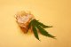 What are CBD concentrates and how to consume them?