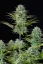 Fast Buds Cannabis Seeds Kosher Cake Auto