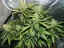 Fast Buds Cannabis Seeds Green Crack Auto