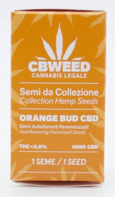 Cbweed Automatinis Oranžinė Bud CBD - 1x Automatinis žydėjimas Moteriškas Sėkla