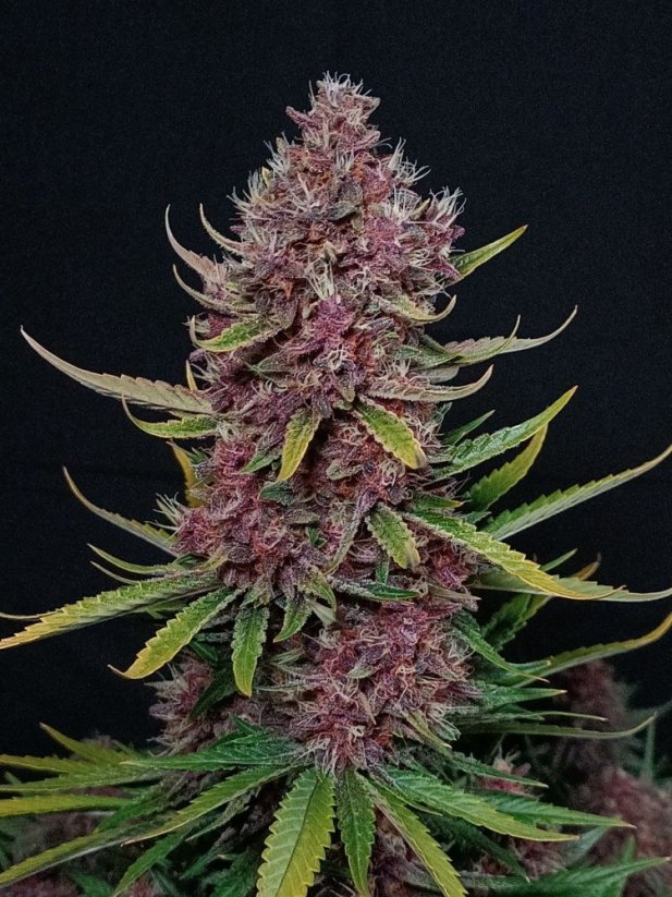 Graines de cannabis Fast Buds Ztrawberriez Auto