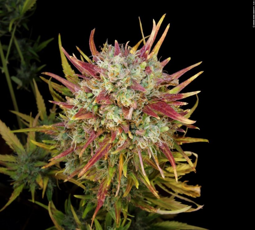 T.H.Seeds™ Semillas de cannabis Auto MK-Ultra™, pack variado, feminizadas