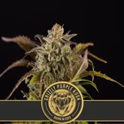 Blimburn Seeds კანაფის თესლი Grizzly Purple Kush Feminized