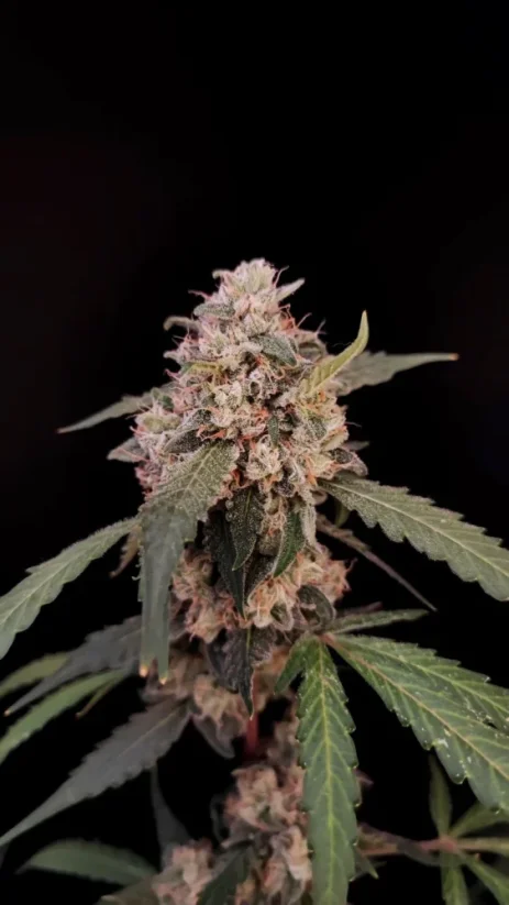 Hạt giống cần sa Fast Buds AK Auto