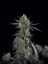 Graines de cannabis Fast Buds Pound Cake Auto