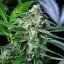 Royal Queen Seeds Graines de cannabis Royal AK Auto