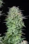 Fast Buds Cannabis Seeds Kosher Cake Auto