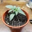 Blimburn Seeds Graines de cannabis AK Auto