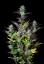 Fast Buds Cannabis Seeds Blueberry Auto