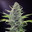 Royal Queen Seeds Насіння коноплі Royal Critical Auto