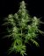 Royal Queen Seeds Kanepiseemned Titan F1 Auto