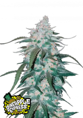 Semillas de Marihuana Fast Buds Pineapple Express Auto