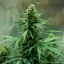 Royal Queen Seeds Semena konoplje Royal Jack Auto