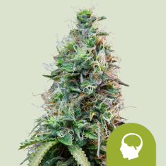 Royal Queen Seeds Semillas de Marihuana Amnesia Haze Auto