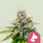 Royal Queen Seeds Насіння коноплі Kali Dog Feminized