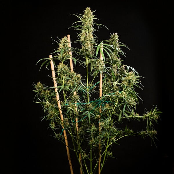 Royal Queen Seeds Насіння коноплі Hulkberry Auto