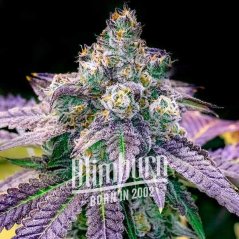 Blimburn Seeds Kanepiseemned Fruity Pebbles Feminiseeritud