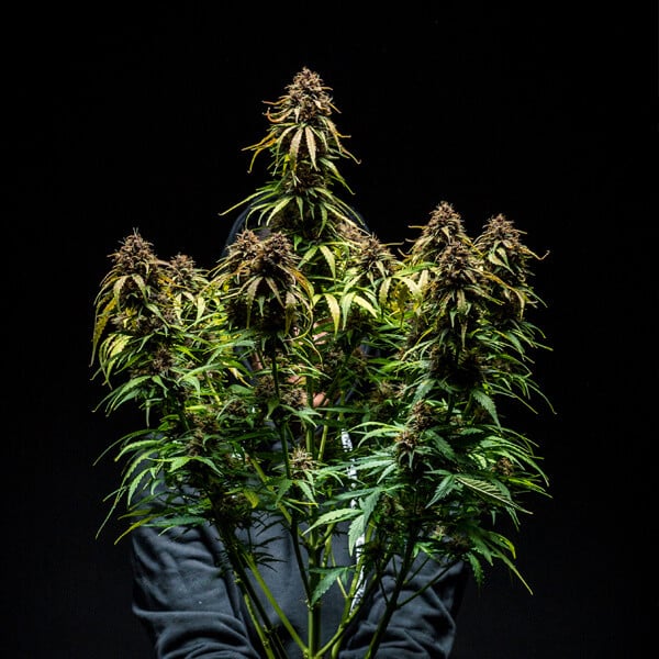 Royal Queen Seeds Cannabisfrön Vattenmelon Auto