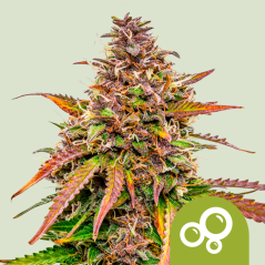 Royal Queen Seeds Цаннабис Сеедс Буббле Кусх Ауто