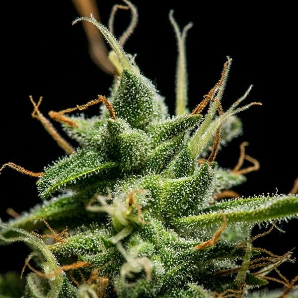 Royal Queen Seeds Cannabis Seeds Sherbet Queen Auto