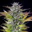 Royal Queen Seeds Cannabis Seeds Watermelon Feminized