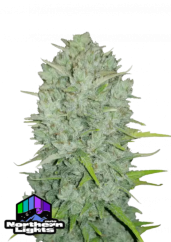 Hạt giống cần sa Fast Buds Northern Lights Auto