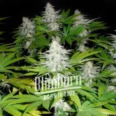 Blimburn Seeds Cannabis Seeds Goji OG Feminized