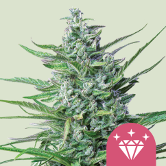 Royal Queen Seeds Hạt giống cần sa Kush đặc biệt #1 Nữ tính