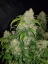 Semi di cannabis Fast Buds Zkittlez Auto