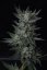 T.H.Seeds™ Cannabis Seeds Auto Bubblegum, mitmekesine pakend, feminiseeritud