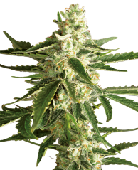 Sensi Seeds კანაფის თესლი White Diesel Haze Automatic Feminized by White Label, 3-10 ც.